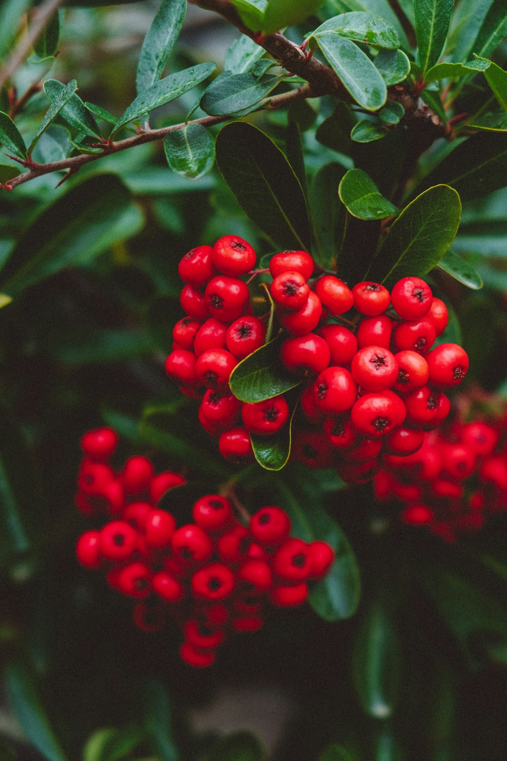 fruits rouges ronds