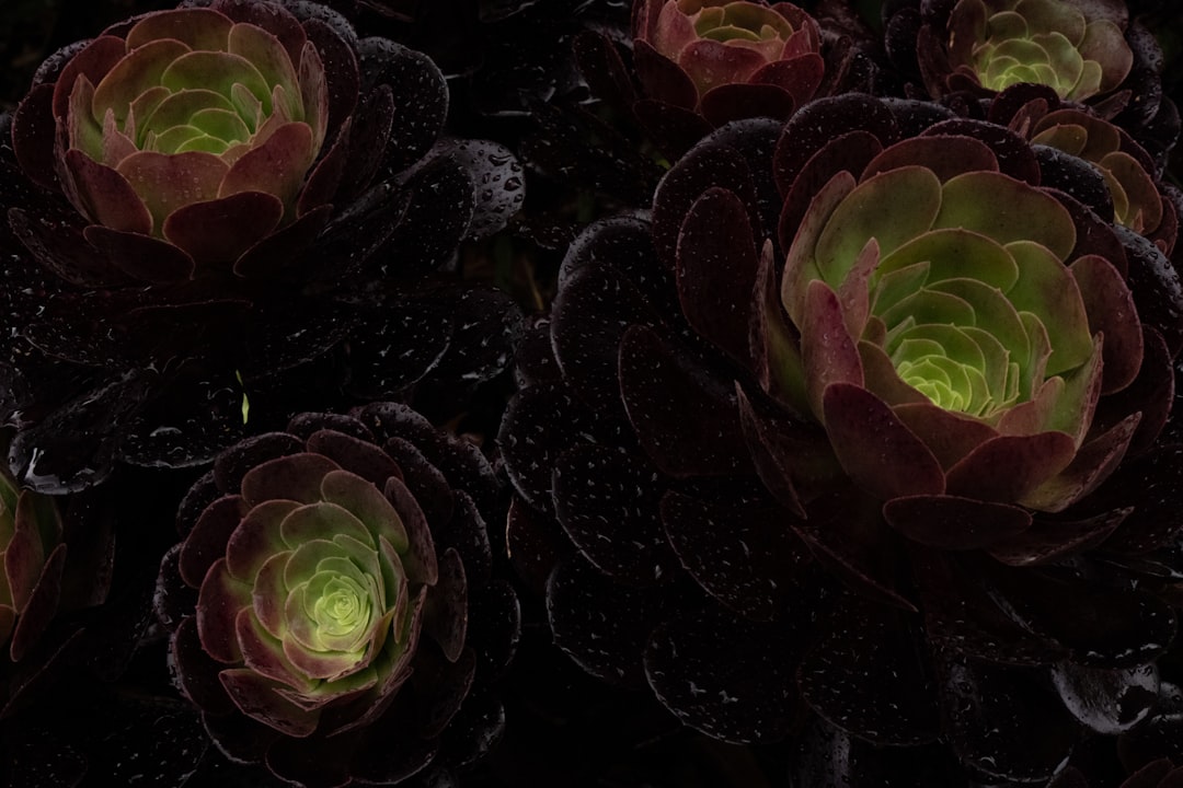 closeup photography of black-ad-pink flowers