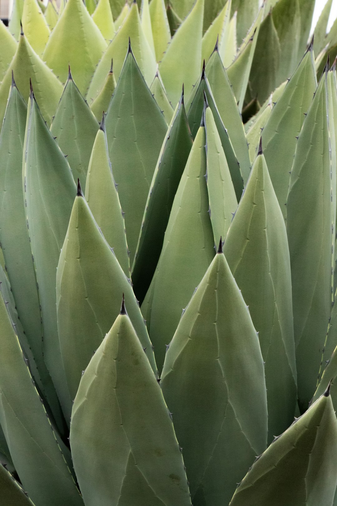 green cactus