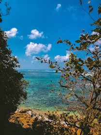 trees near sea under cloudy sky during daytime