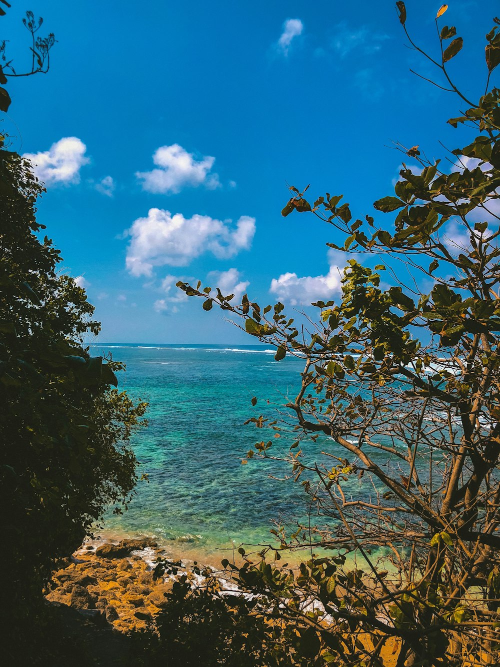 trees near sea under cloudy sky during daytime