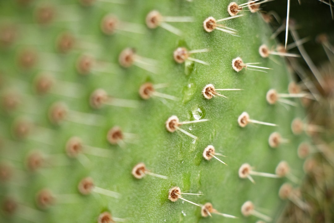 microphotography of green cactus