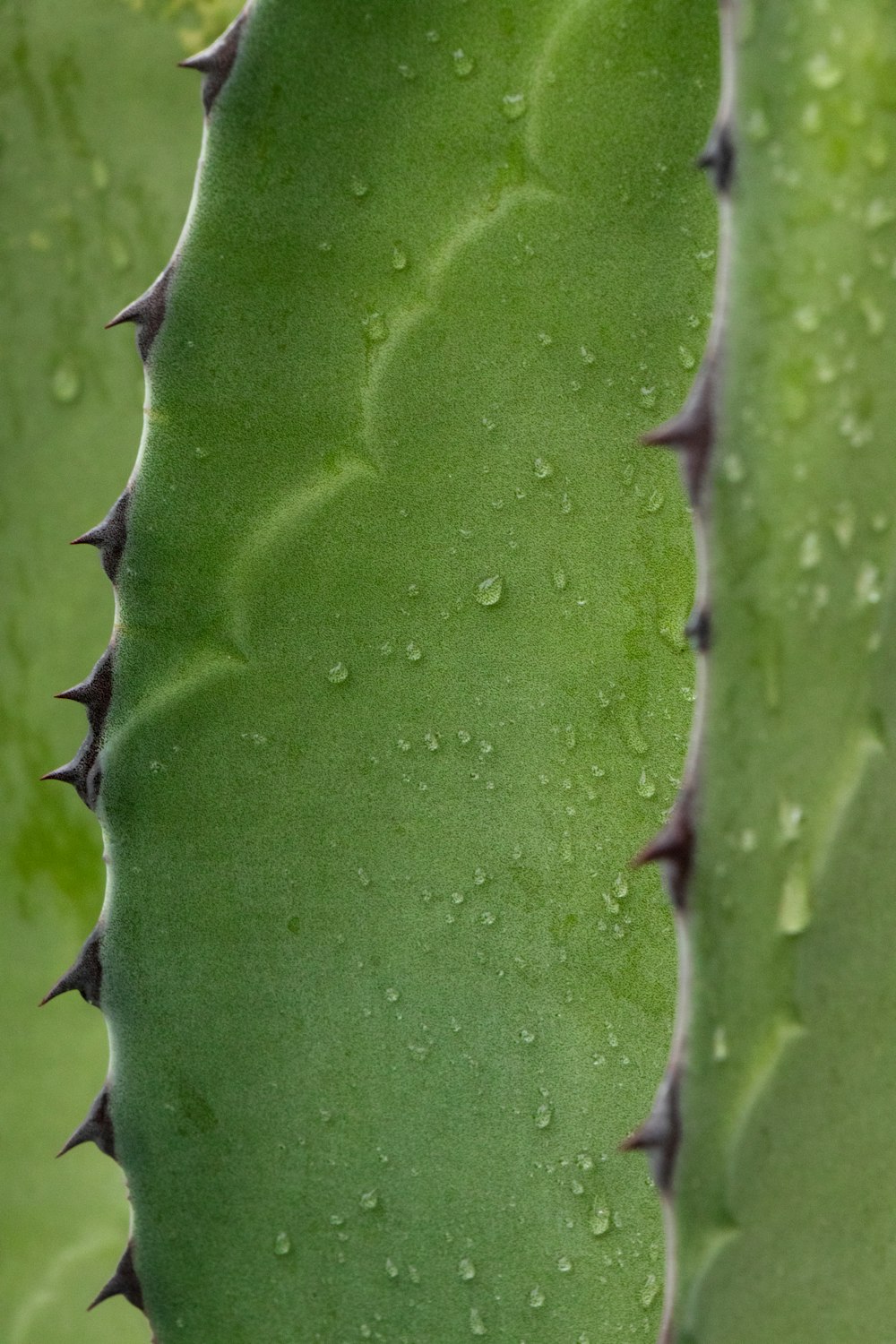 Photographie en gros plan de gouttes d’eau sur une plante de cactus vert