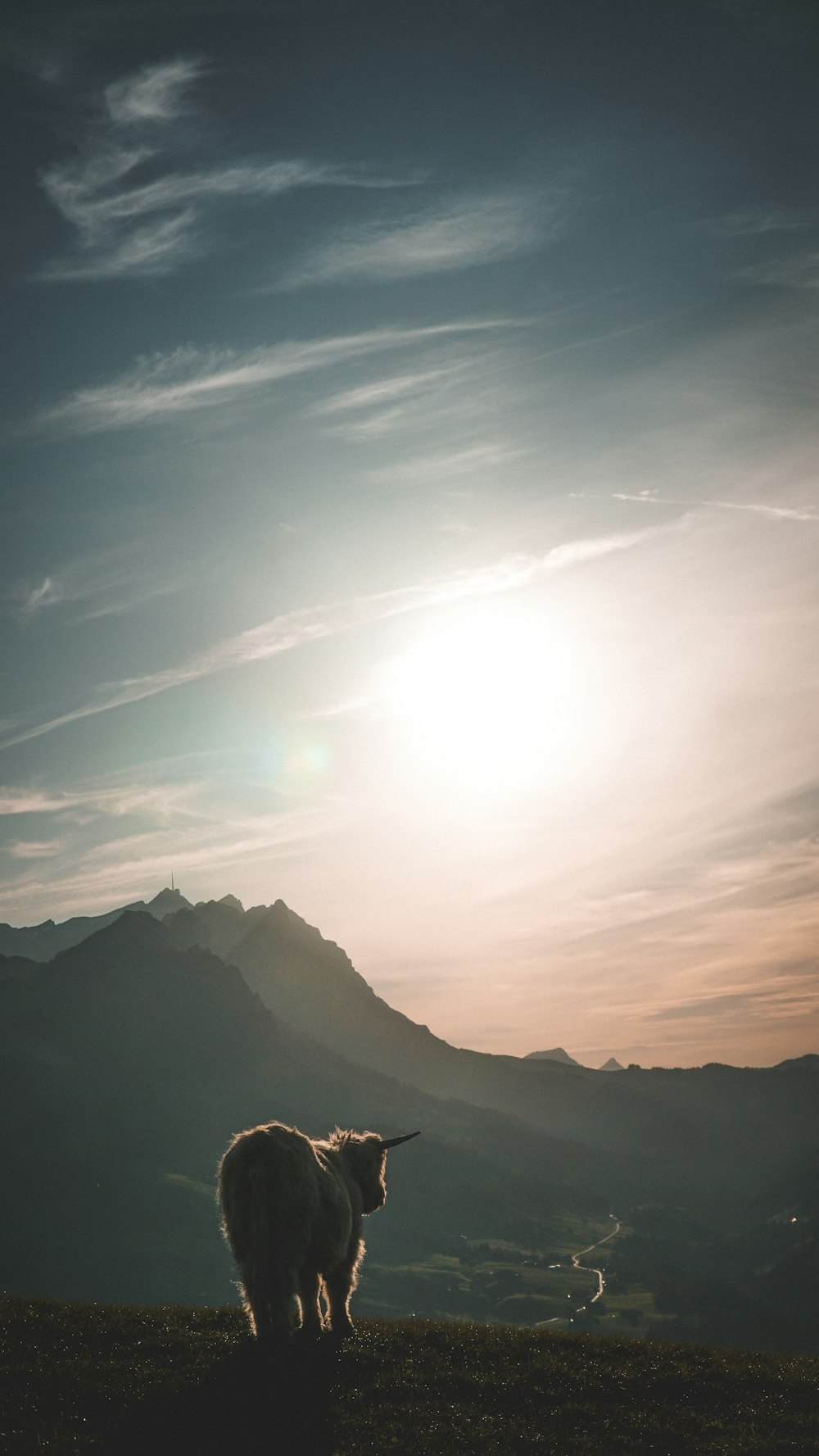 calf on hill