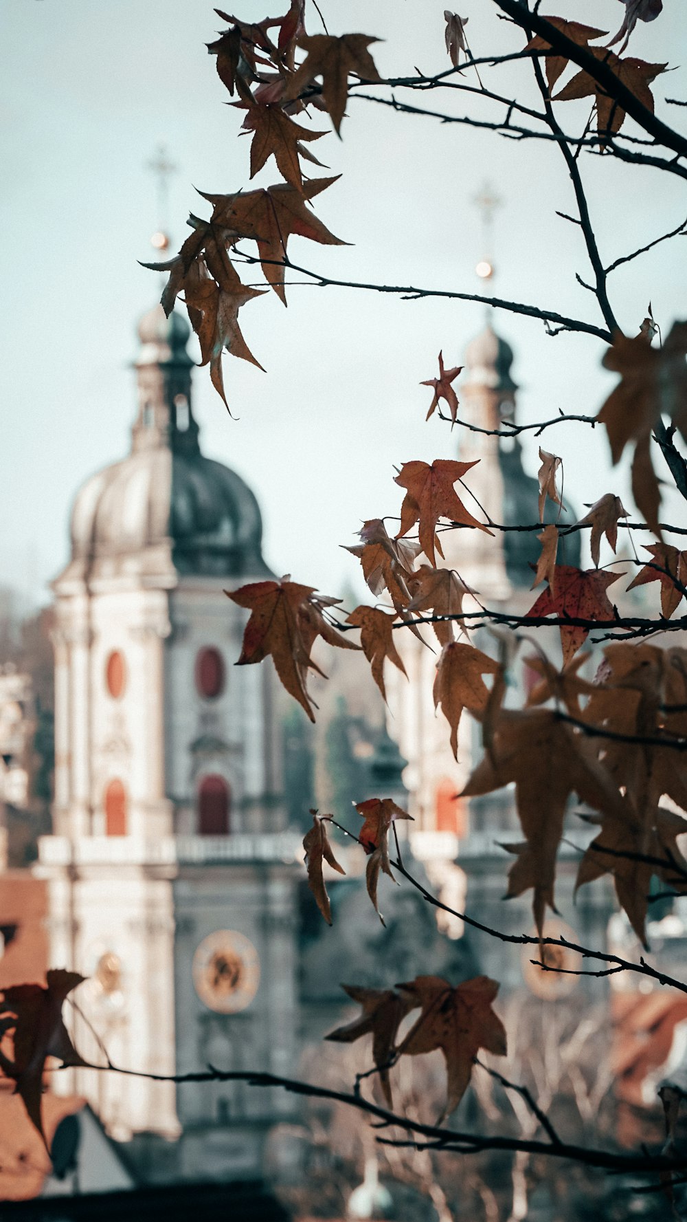 brown leaves