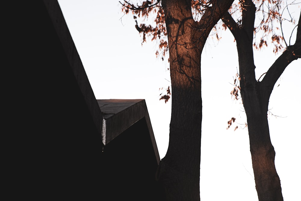 brown tree near roof