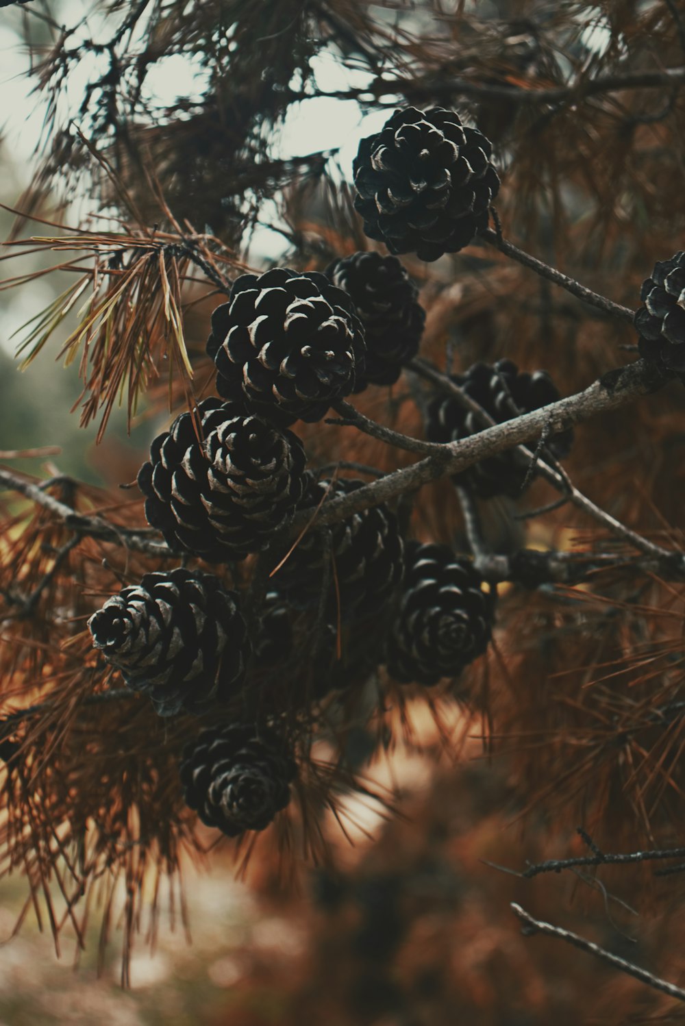 brown pine cones