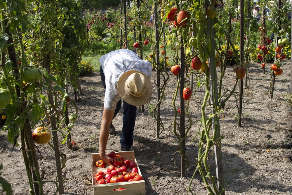 Hombre cosechando frutos