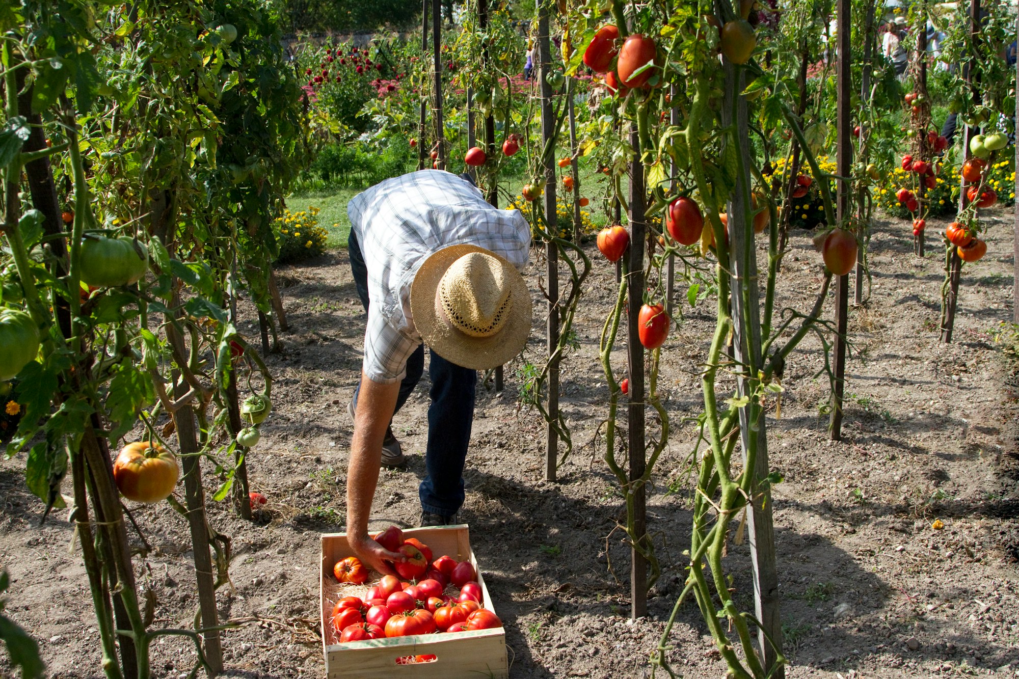 Colheita e Armazenamento de Tomates