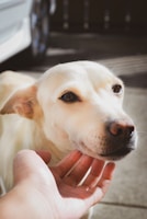 A happy dog being gently examined by a veterinarian in a bright, clean clinic room.