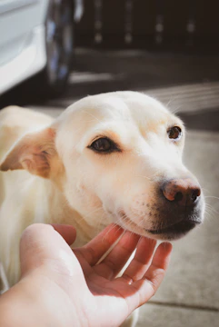 A calm dog receiving a checkup from a caring veterinarian in a bright clinic.