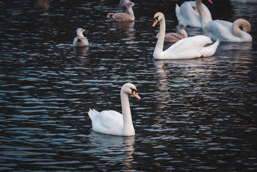 white ducks on calm body of water