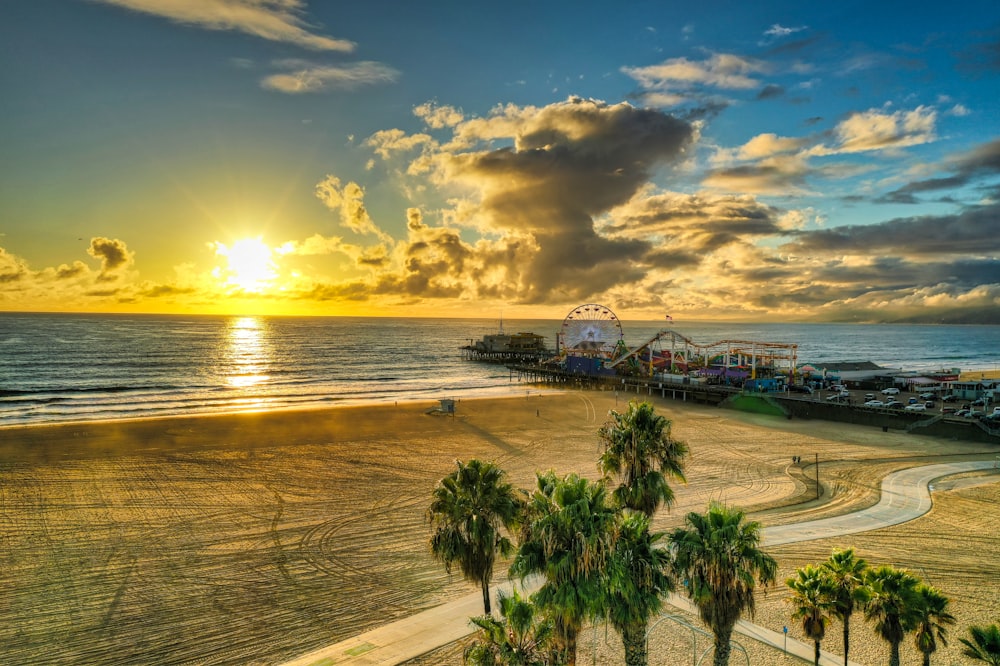 palm trees near beach during golden hour