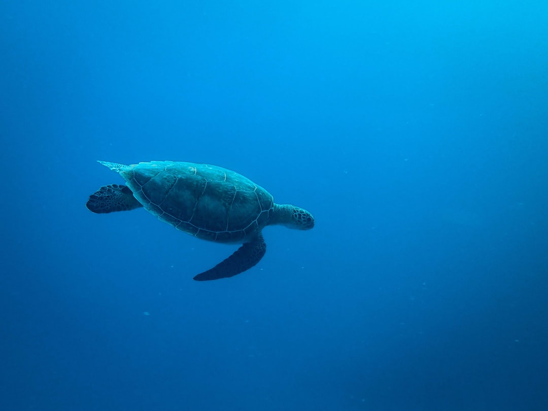 gray sea turtle