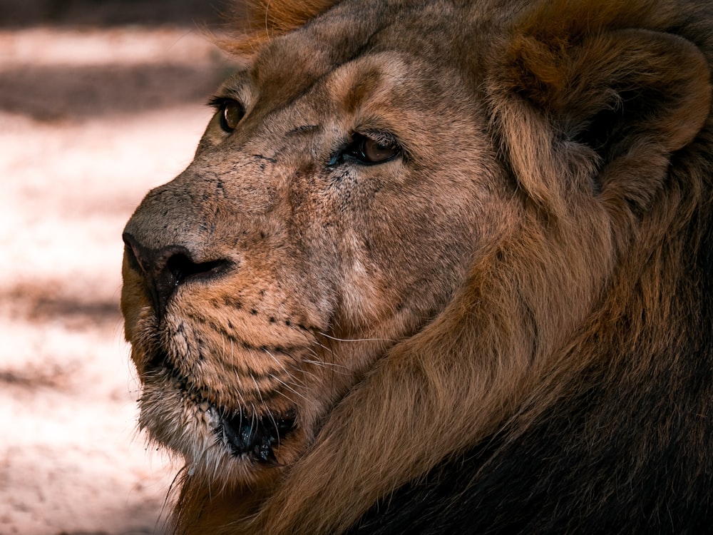 close-up photography of lion during daytime