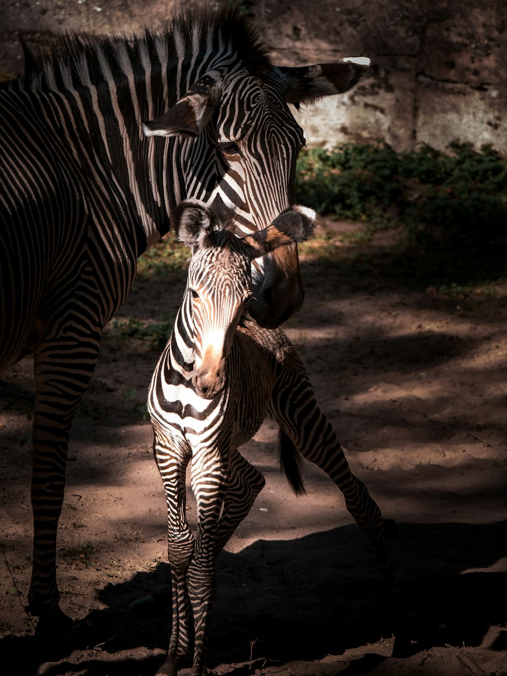 two zebra on soil