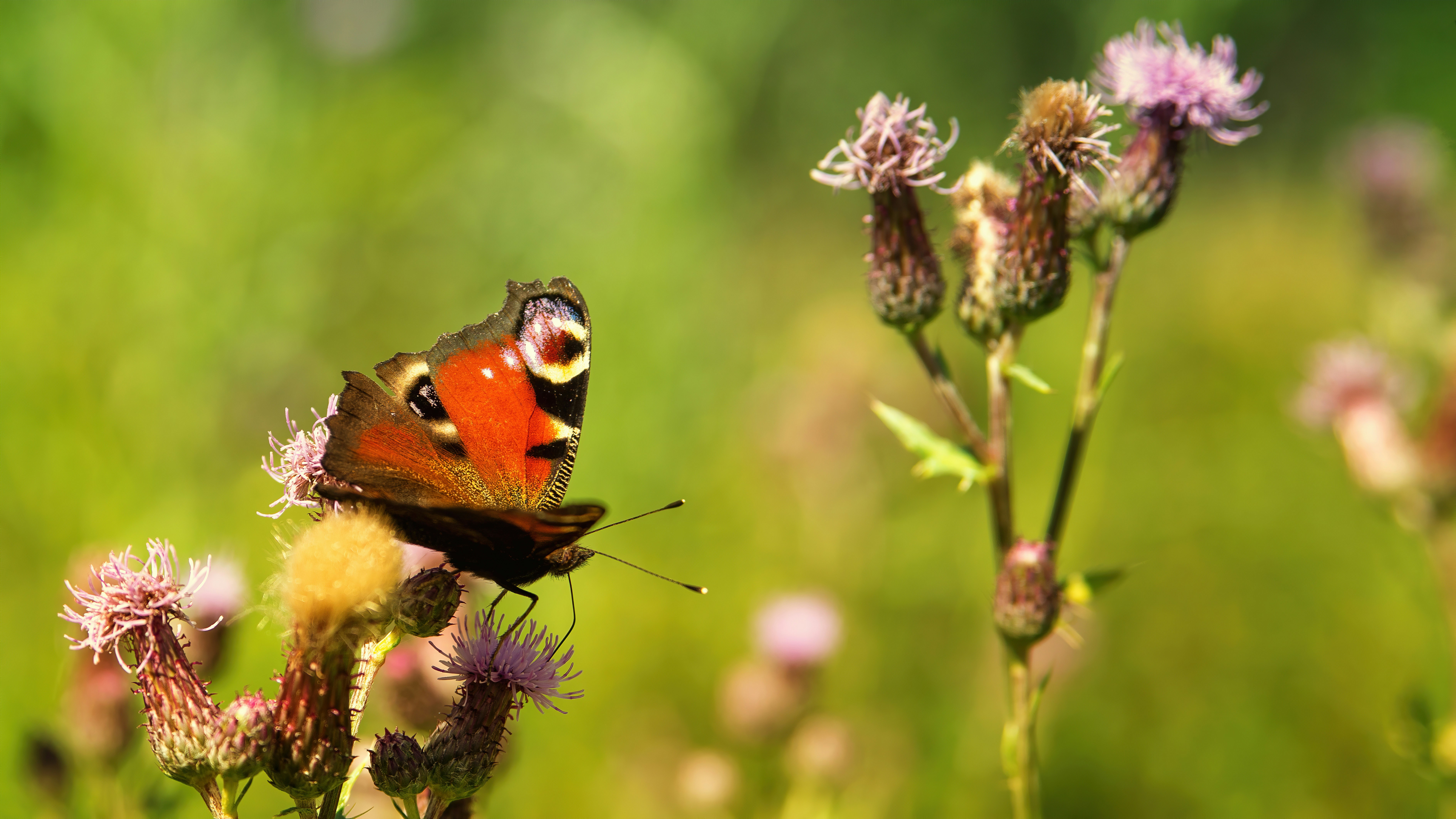 butterfly on flower