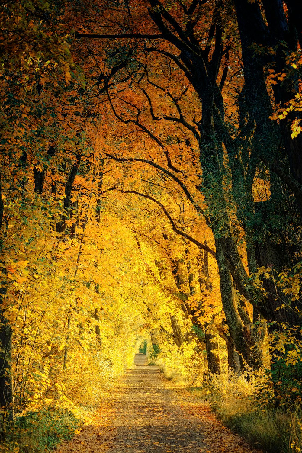 walkway between yellow tree