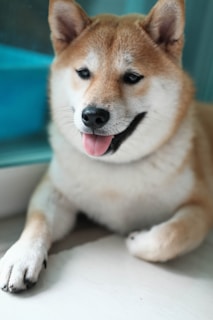 A Shiba Inu dog is lying on the floor with its tongue out and ears perked up. The fur is a mix of cream, tan, and white, giving it a fluffy appearance. The dog's expression is relaxed and content, with eyes partially closed.