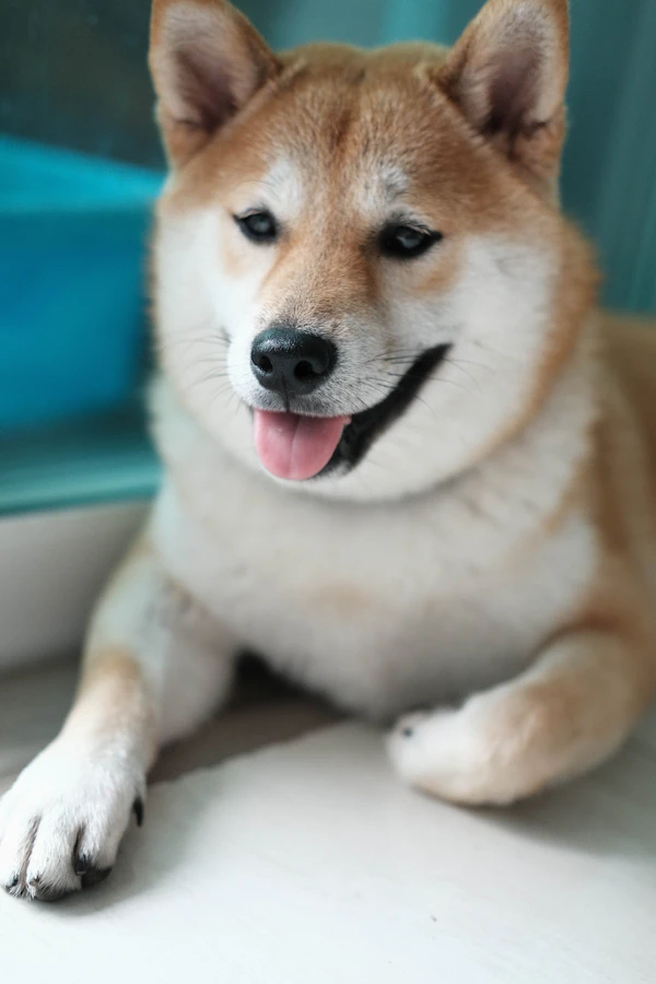 Shiba