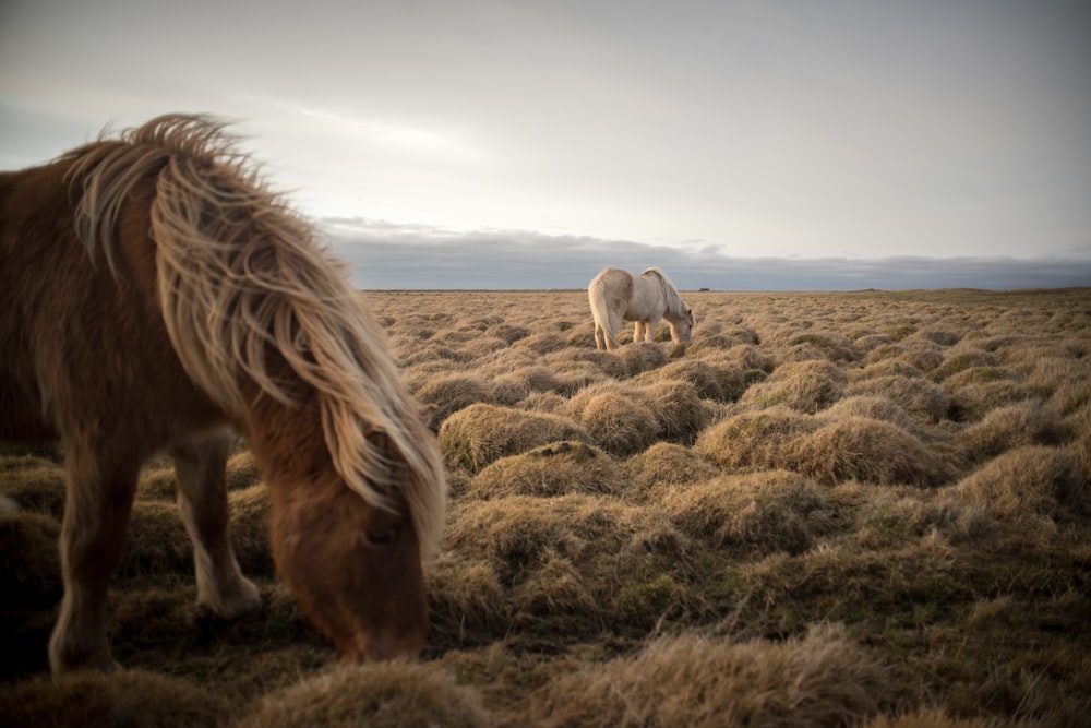 two brown and white horses