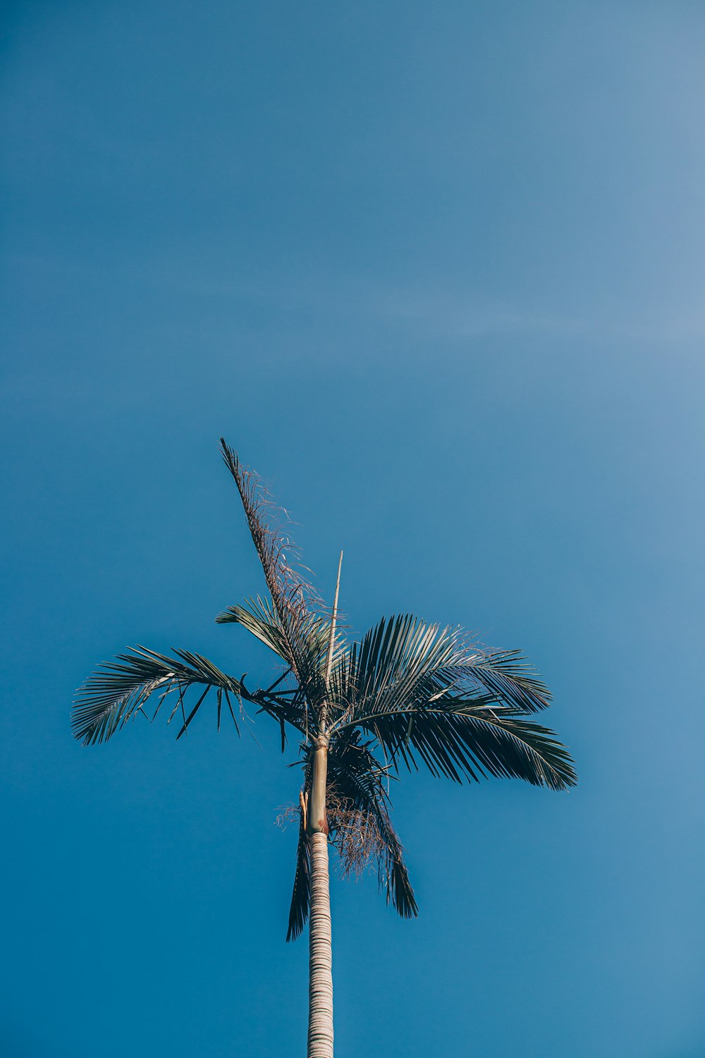 photo of green palm tree