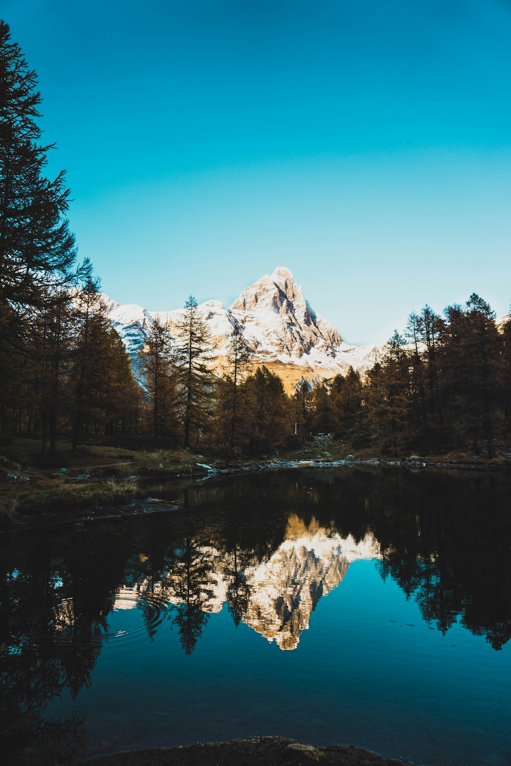 Arbres au bord d’un plan d’eau