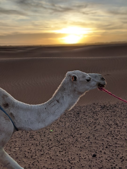 grey camel in Zagora Morocco