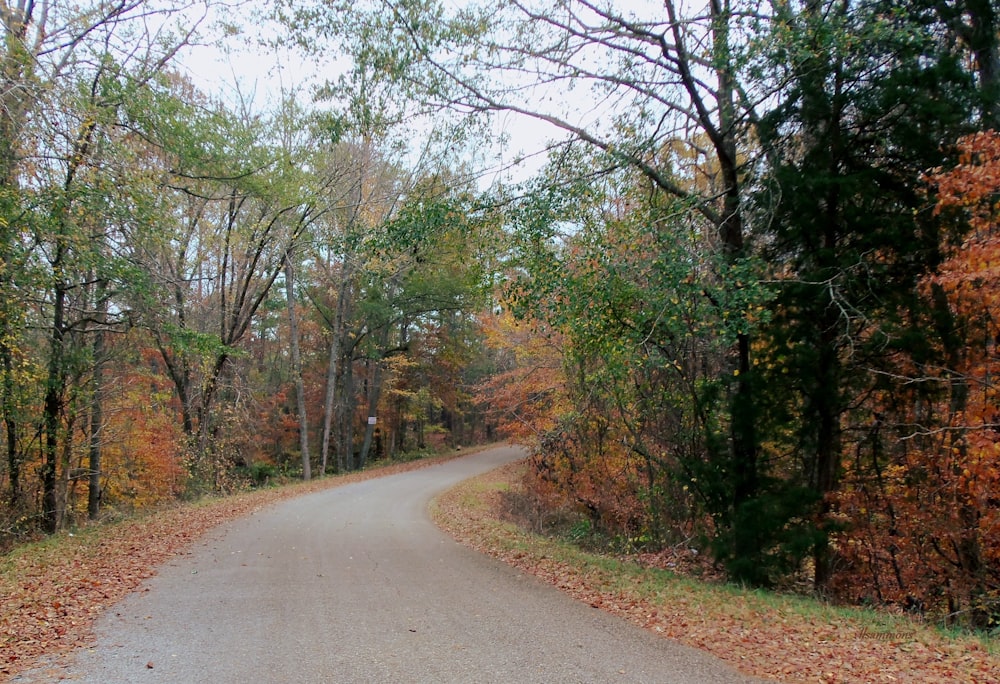 empty road near forest