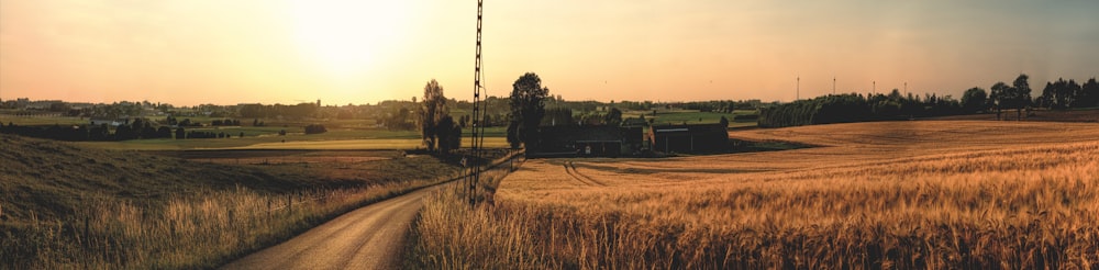 field under golden hour