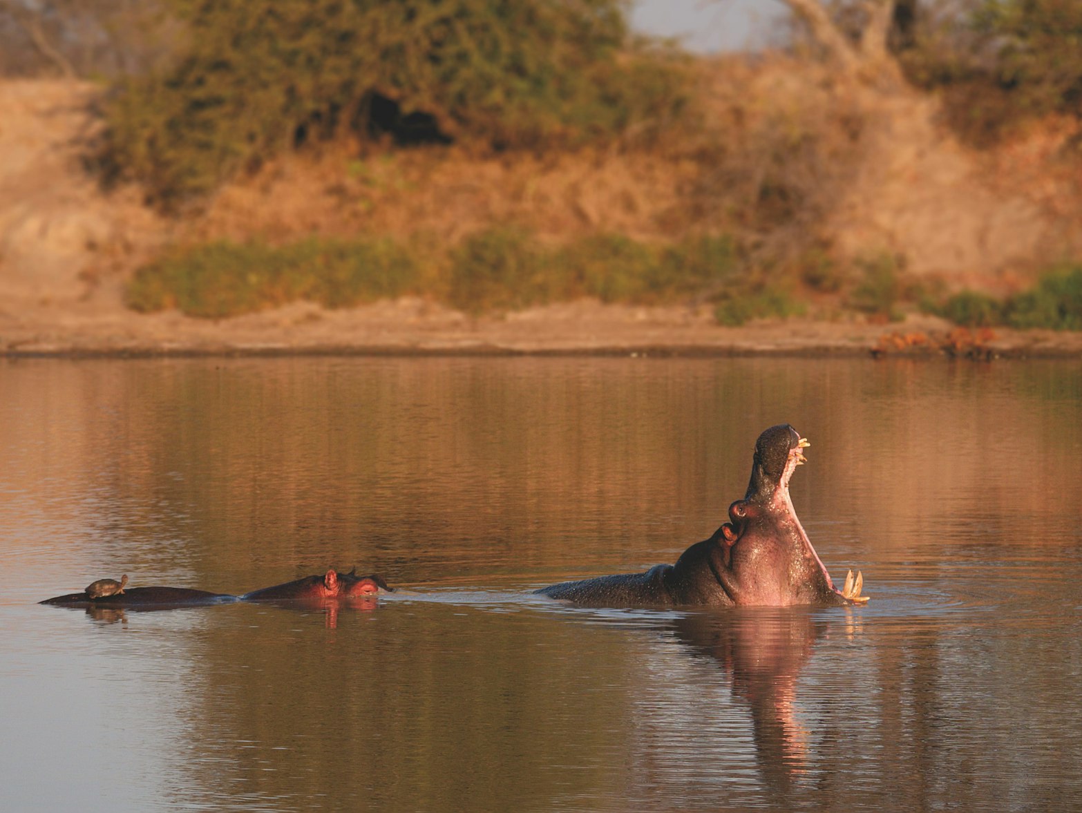 Pablo Escobar’s Hippos Fill a Hole Left Since Ice Age Extinctions