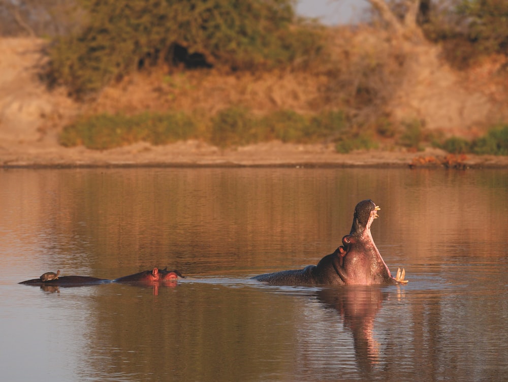 wildlife photography of hippo in body of water during daytime