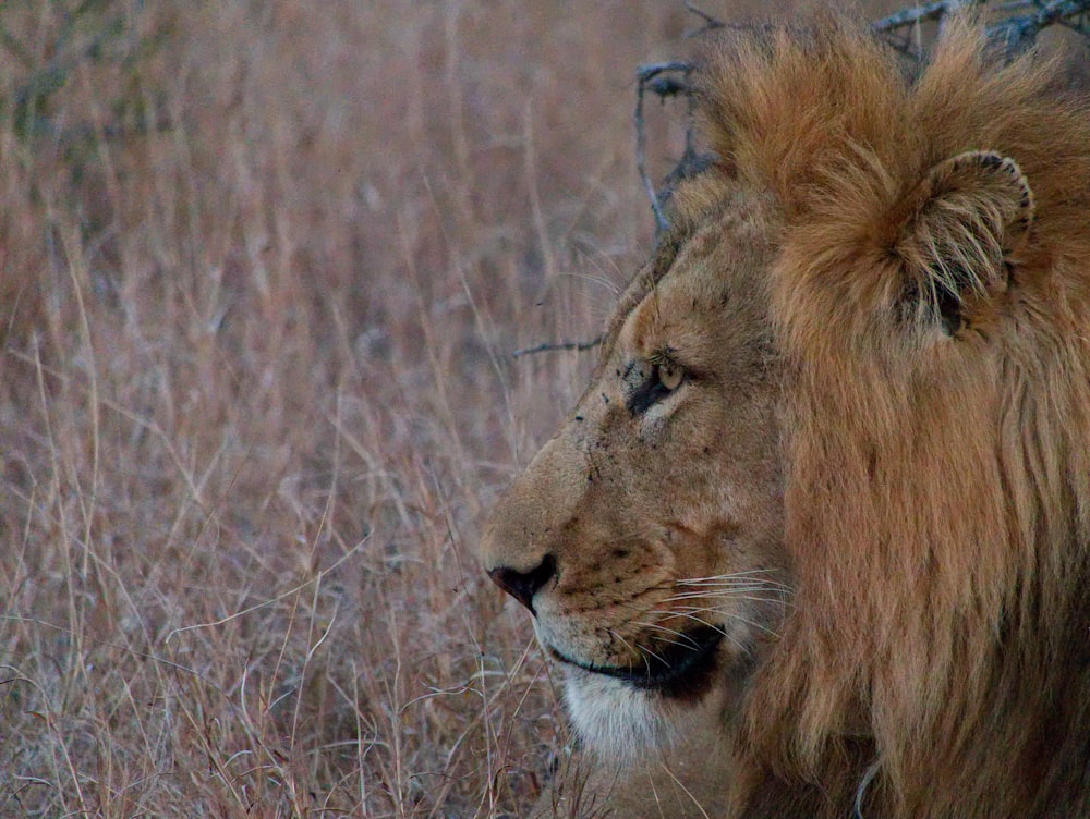 lion on grass field