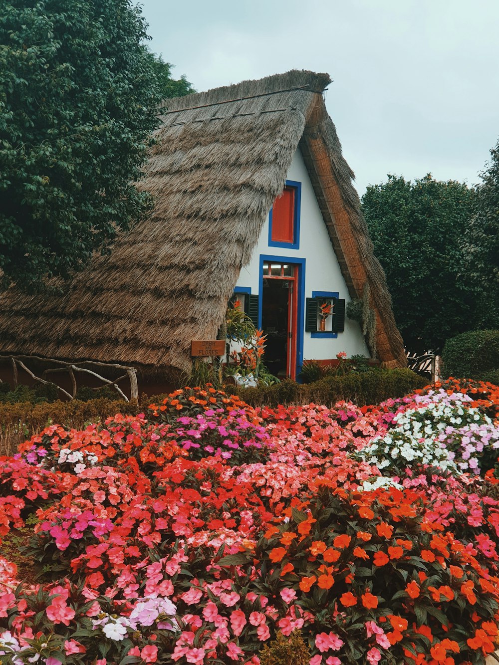 Bunte Blumen in voller Blüte