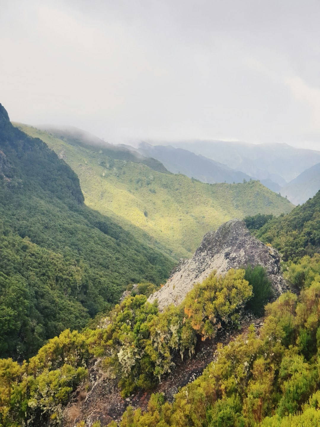 green trees on hills