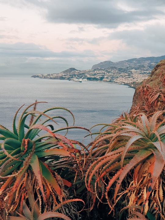 Cristo Rei things to do in Madeira