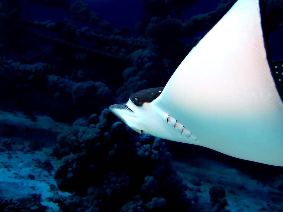 Underwater photo spot Elphinstone Reef Marsa Alam