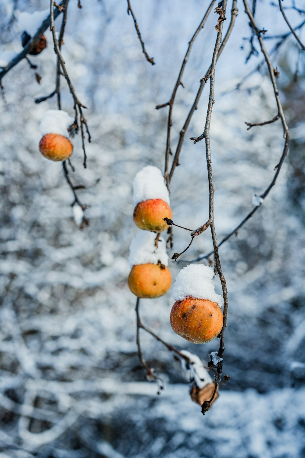 orange plant fruit