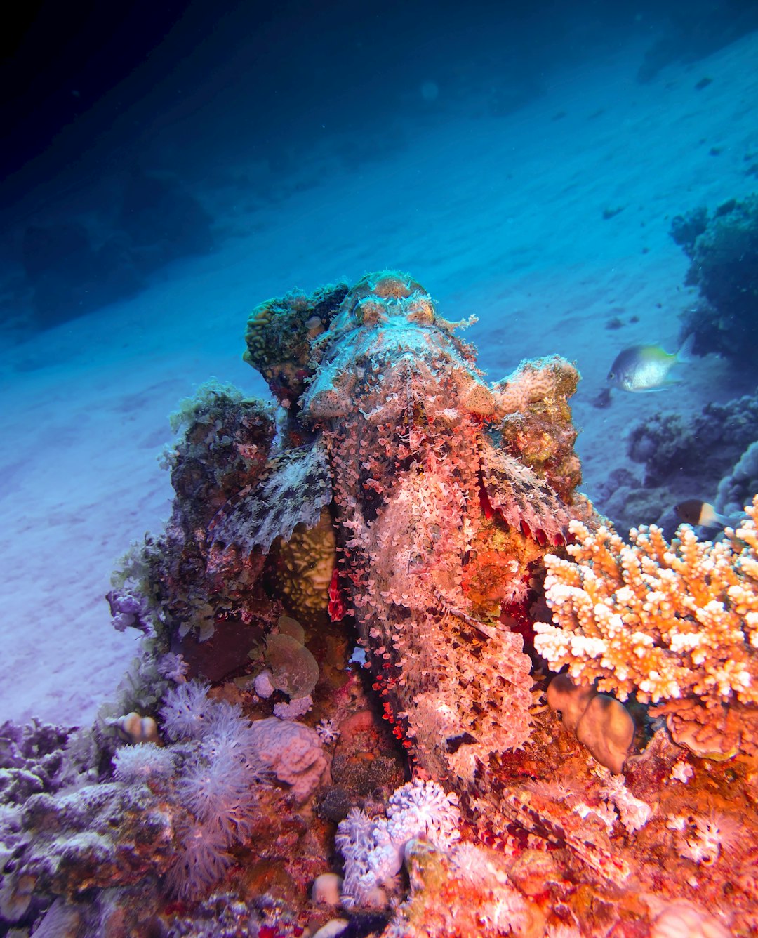 Underwater photo spot Elphinstone Reef Marsa Alam