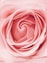 pink flower