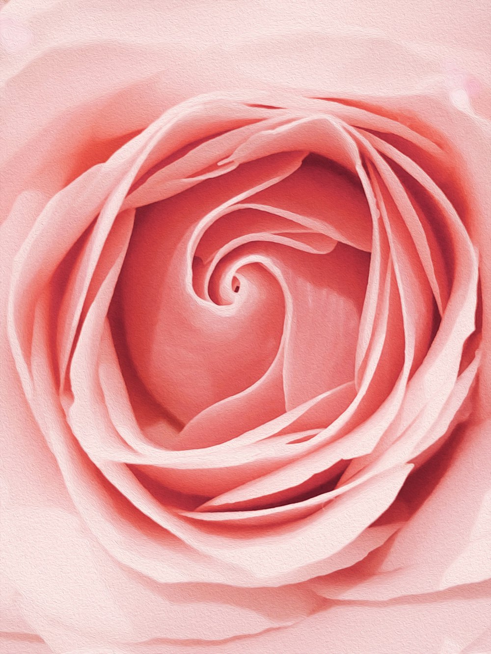 flor rosa