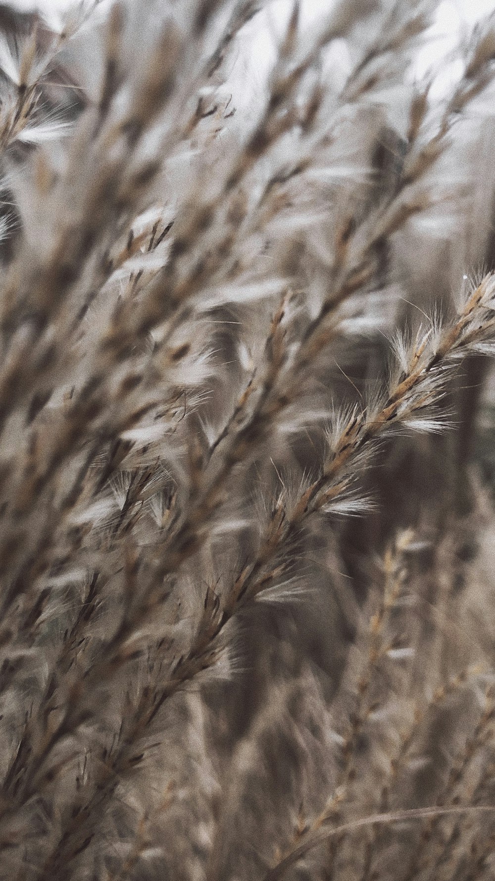 close-up photography of brown plants