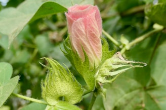 A close-up view of a cotton plant showing a pink cotton flower bud and green bracts. The bud is fuzzy with visible textures, surrounded by dense green foliage and leaves.