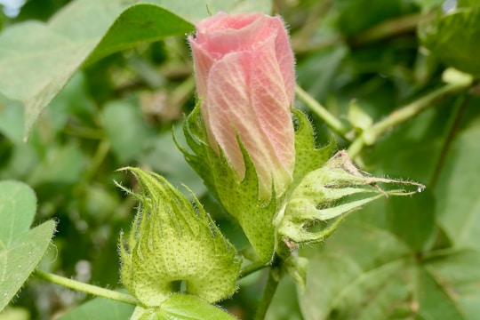 A close-up view of a cotton plant showing a pink cotton flower bud and green bracts. The bud is fuzzy with visible textures, surrounded by dense green foliage and leaves.