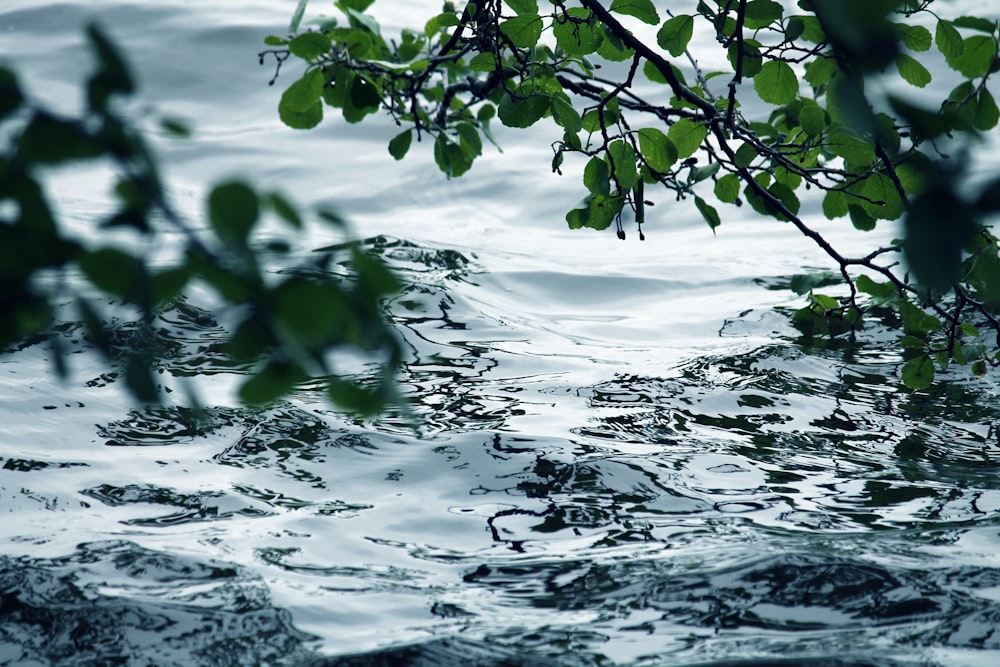 branch of green leaves above body of water