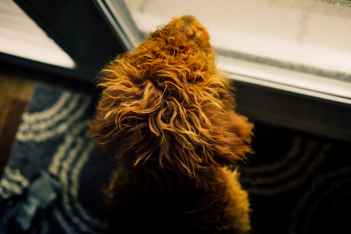 A dog looking up attentively at its owner