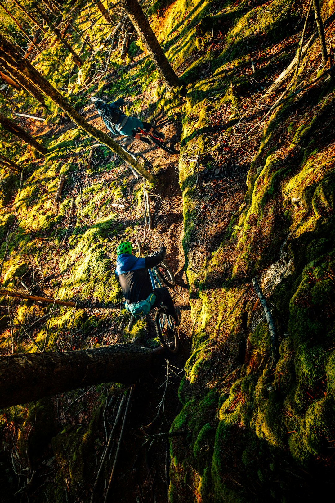 Forest photo spot Halifax Kentville