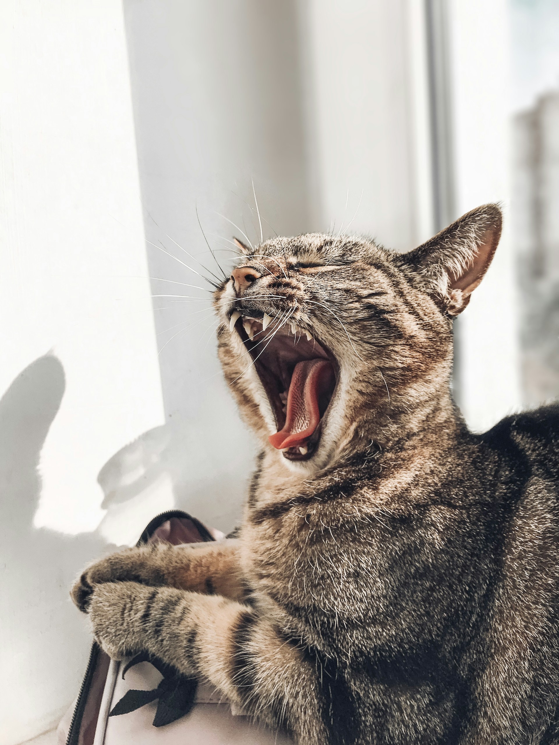 A chubby tabby cat caught mid-yawn with its tongue sticking out, lounging on a cozy windowsill filled with plants.