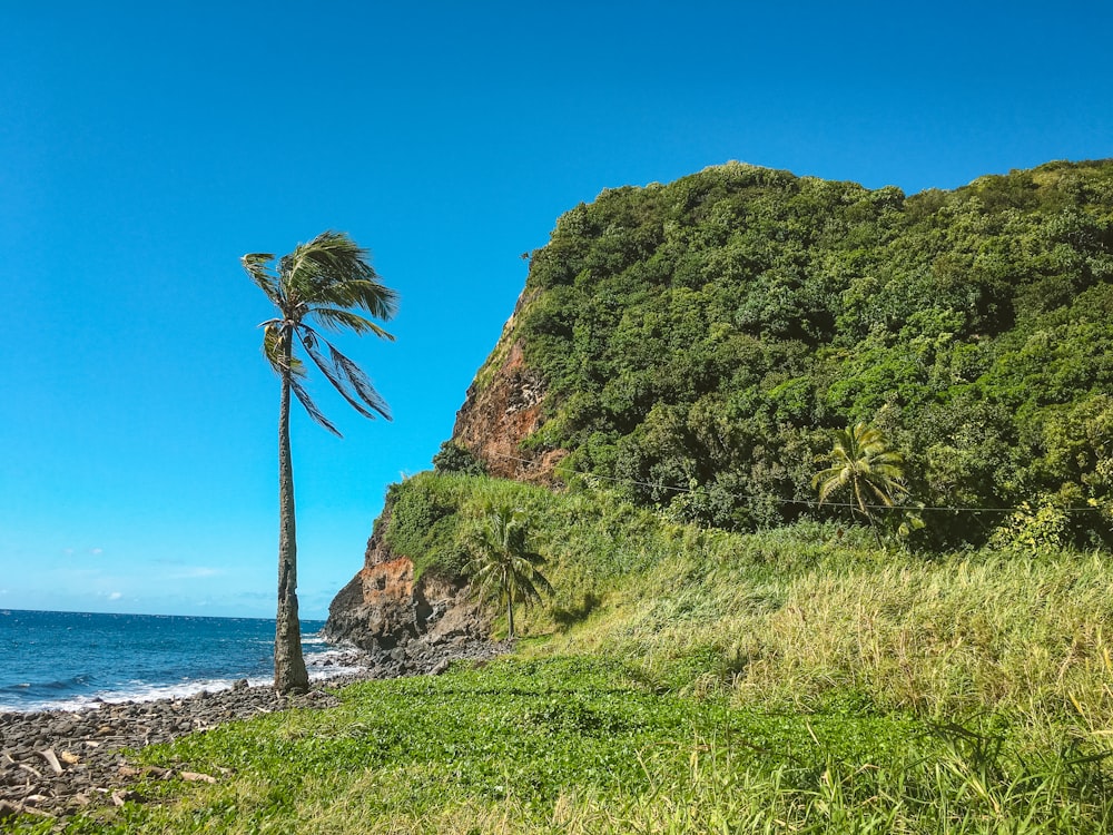 coqueiro verde que vê o penhasco e o corpo azul de água sob o céu azul e branco