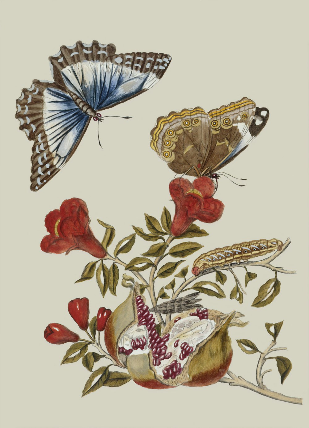 Papillon brun perchoir sur la peinture de fleur rouge